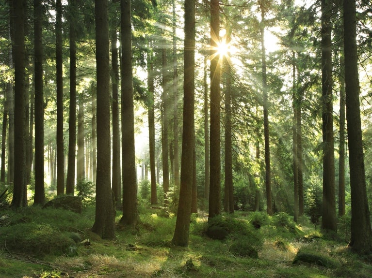 image of sunlight peaking through a group of trees in the forest 