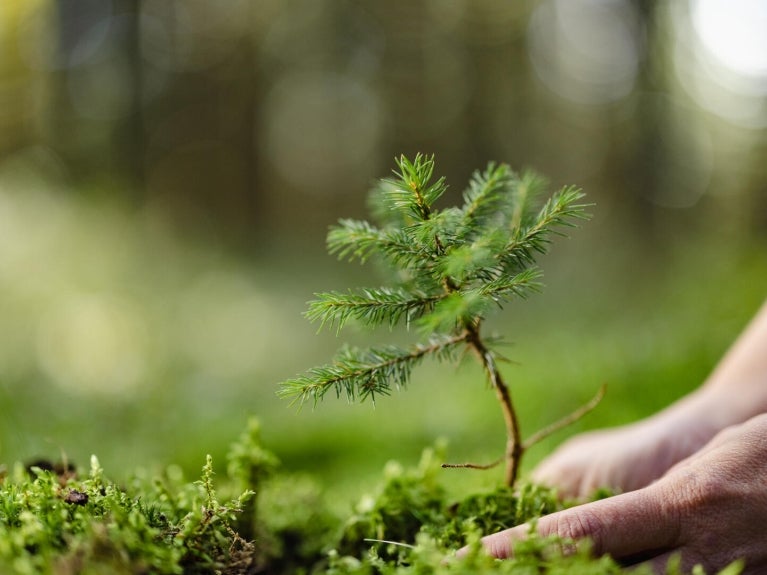 Person planting a small tree