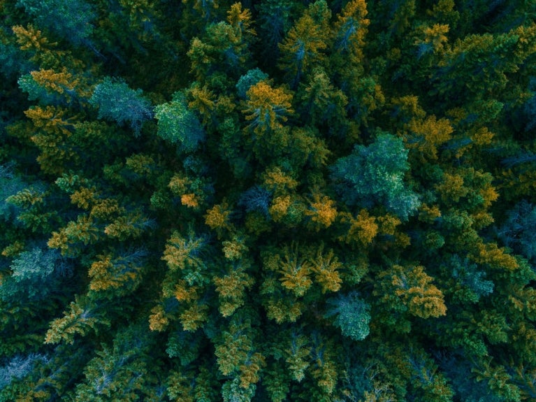 view above looking down at forrest