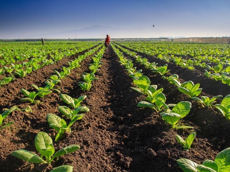 a field with plants starting to grow