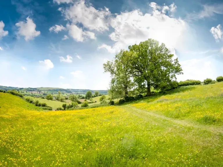 An Oak Tree In A Beautiful Rolling Landscape In The Cotswolds, England