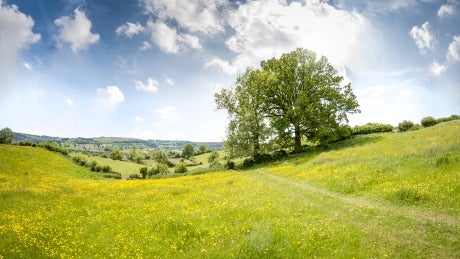 tree in grassy meadow 