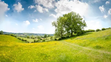 An Oak Tree In A Beautiful Rolling Landscape In The Cotswolds, England