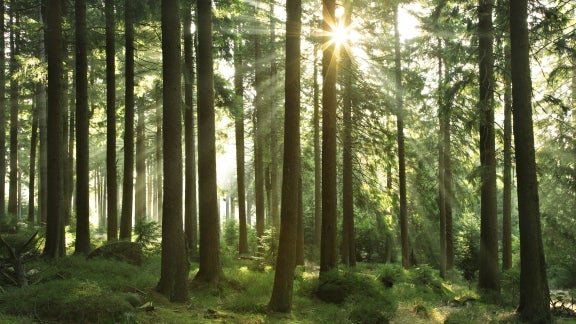 image of sunlight peaking through a group of trees in the forest 