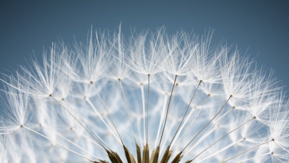 dandelion