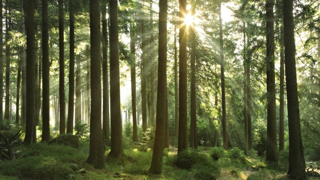 image of sunlight peaking through a group of trees in the forest 