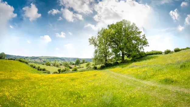 An Oak Tree In A Beautiful Rolling Landscape In The Cotswolds, England