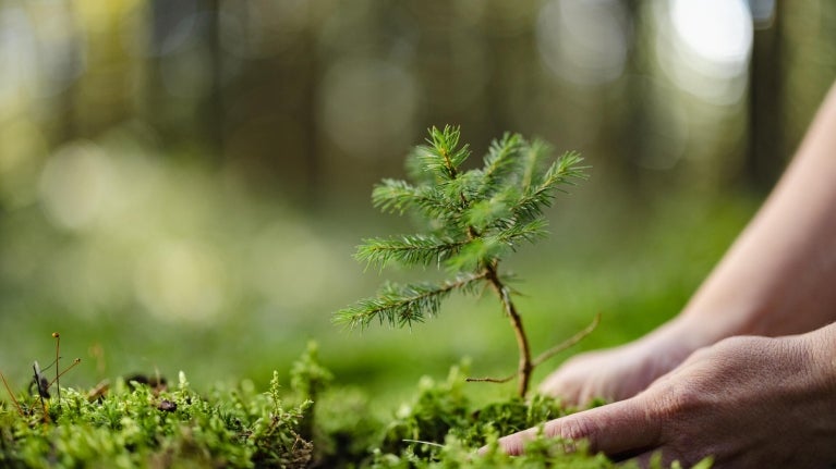 Person planting a small tree